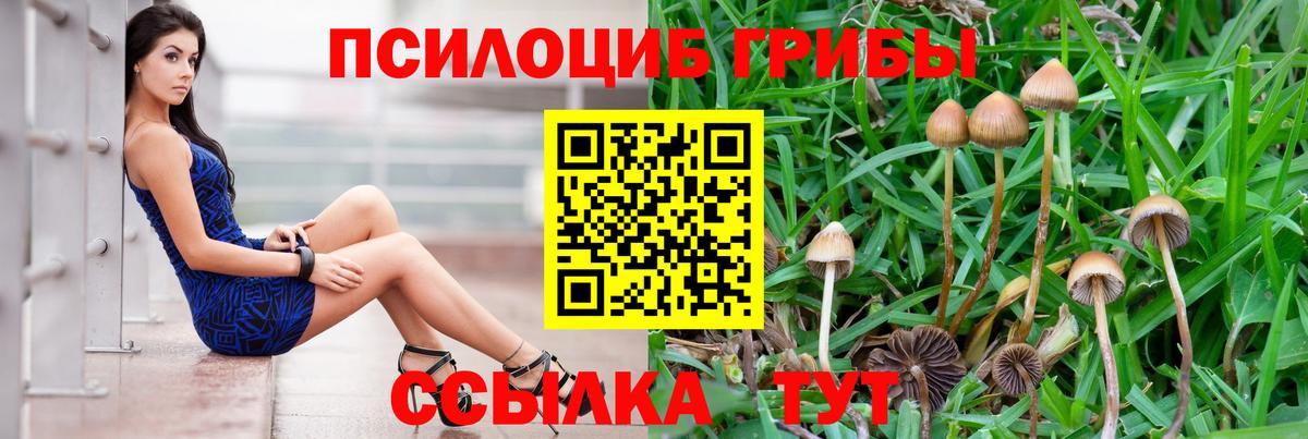 Псилоцибиновые грибы Psilocybe Конаково